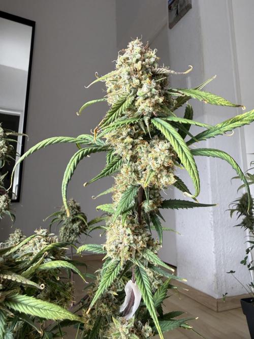 Ztrawberriez Auto. Week 10