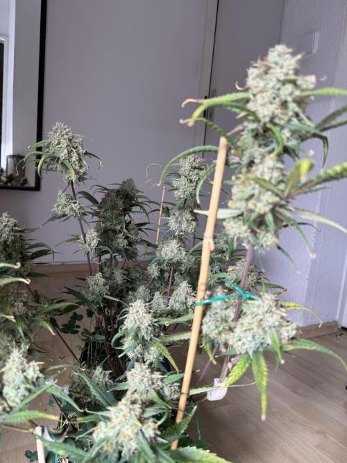 Ztrawberriez Auto. Week 10