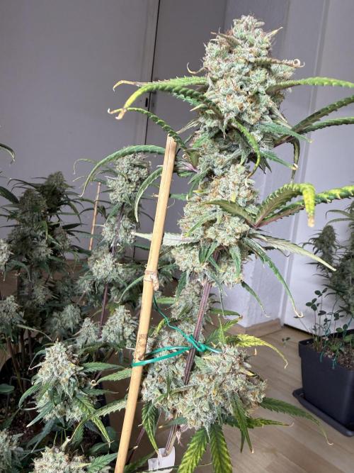 Ztrawberriez Auto. Week 10