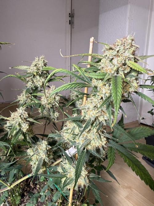 Ztrawberriez Auto. Week 10