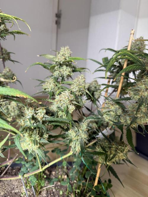 Ztrawberriez Auto. Week 10