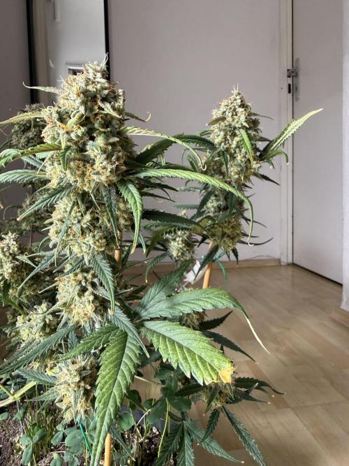 Grow Tent 70x70x160cm (2.3'x2.3'x5.3'). Week 10