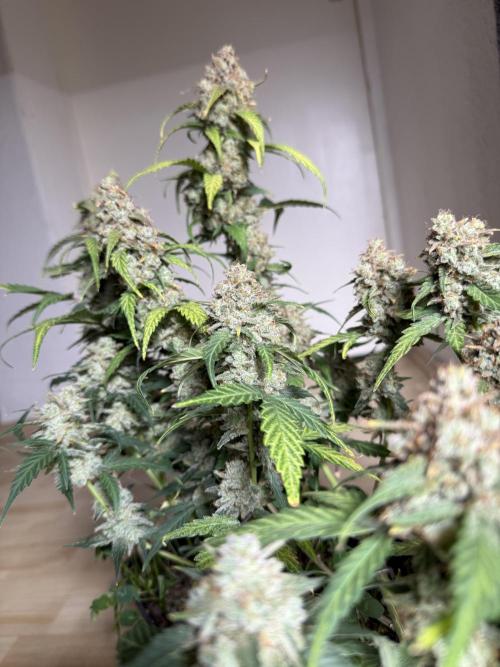 Blue Dream Auto. Week 11
