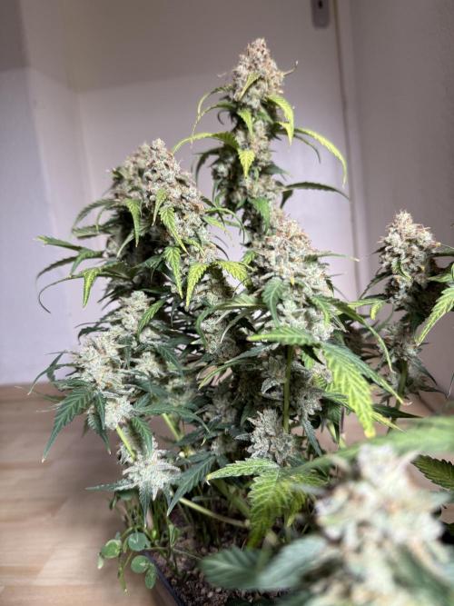 Blue Dream Auto. Week 11