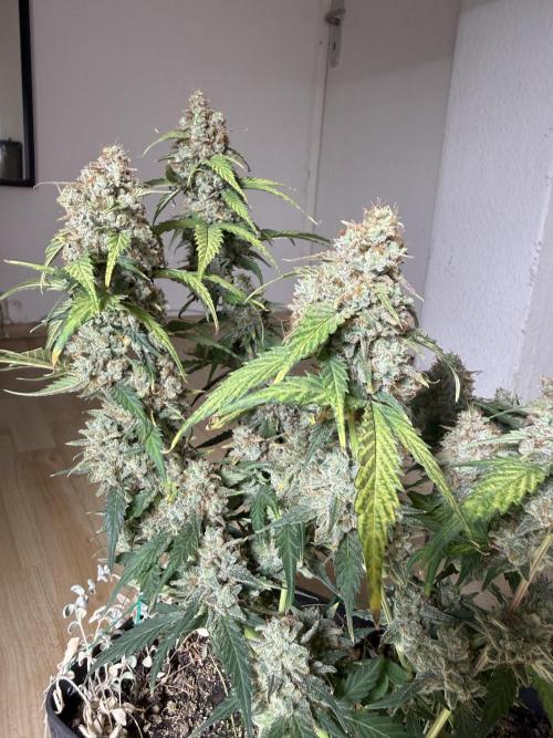 Blue Dream Auto. Week 11