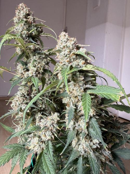 Blue Dream Auto. Week 11