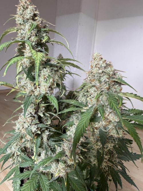 Blue Dream Auto. Week 11