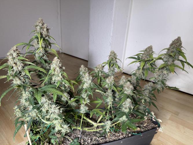Blue Dream Auto. Week 11