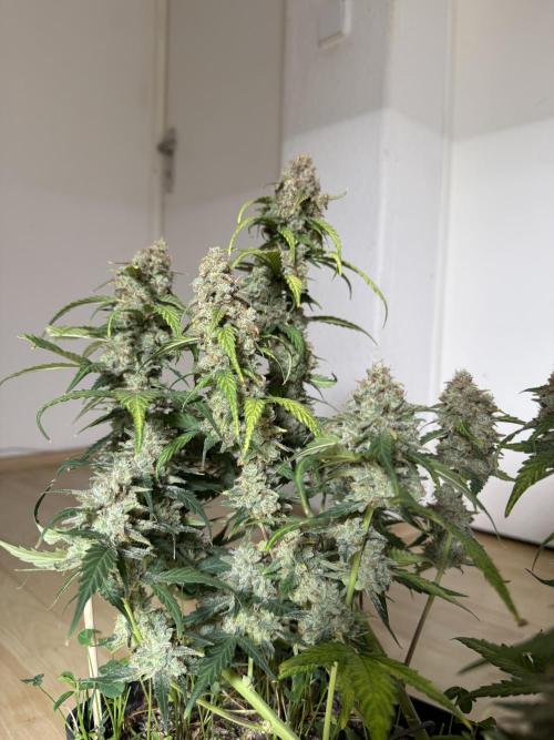 Blue Dream Auto. Week 11