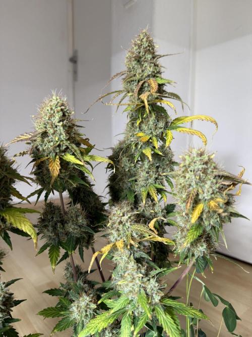 Pineapple Expresses Auto. Week 11