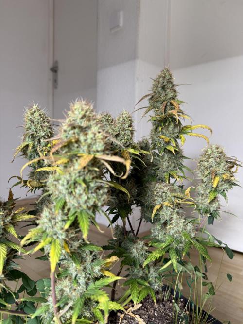 Pineapple Expresses Auto. Week 11