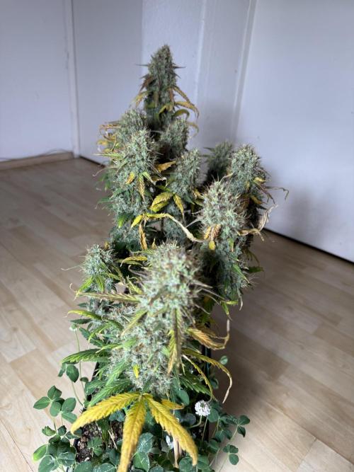Pineapple Expresses Auto. Week 11