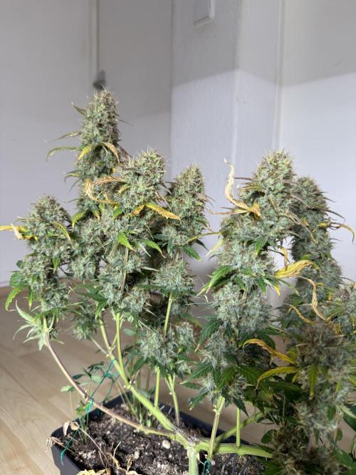 Pineapple Expresses Auto. Week 11