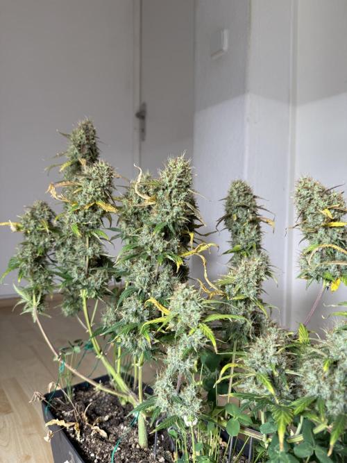 Pineapple Expresses Auto. Week 11
