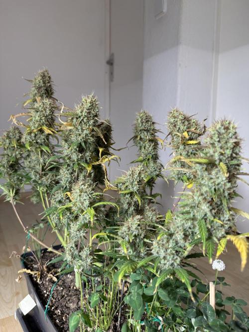 Pineapple Expresses Auto. Week 11