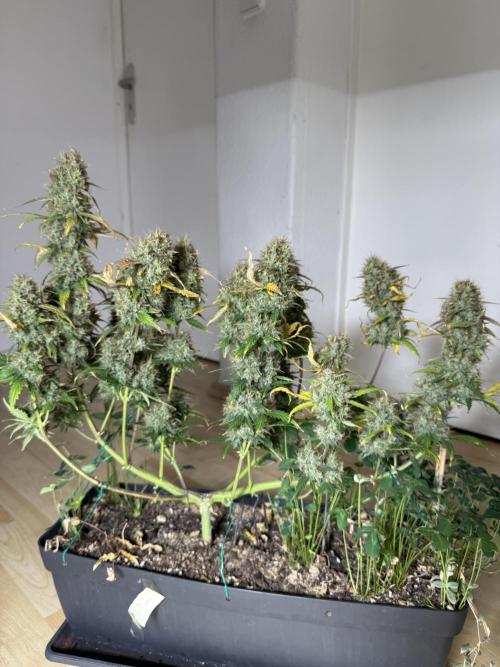 Pineapple Expresses Auto. Week 11