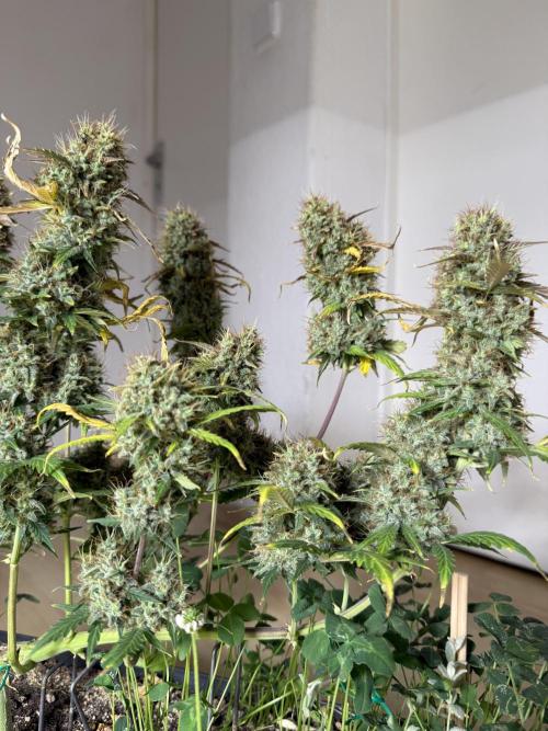 Pineapple Express Auto. Week 11