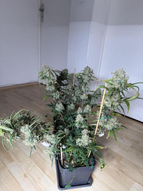 Ztrawberriez Auto. Week 11