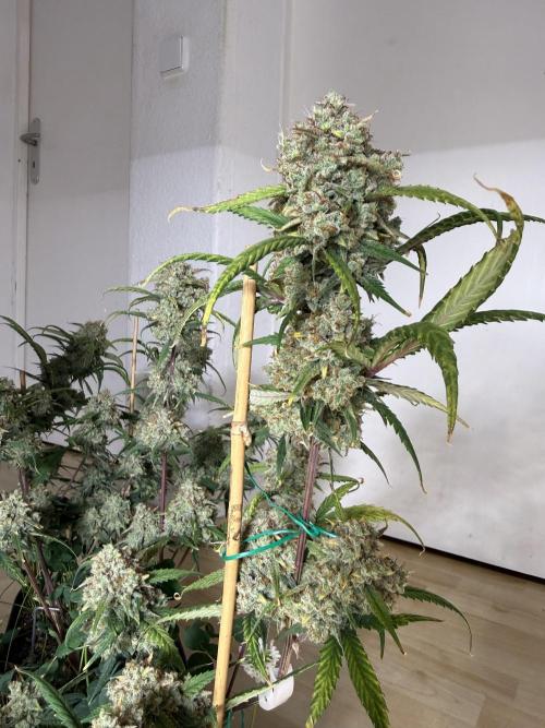 Ztrawberriez Auto. Week 11