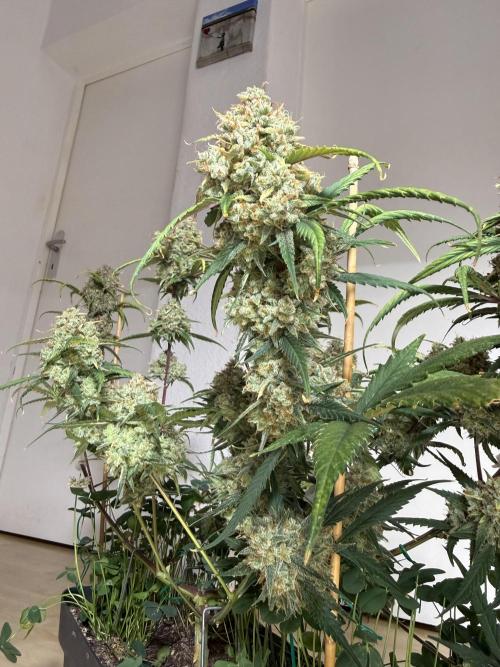 Ztrawberriez Auto. Week 11