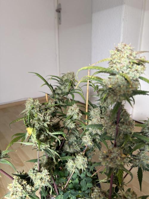 Ztrawberriez Auto. Week 11