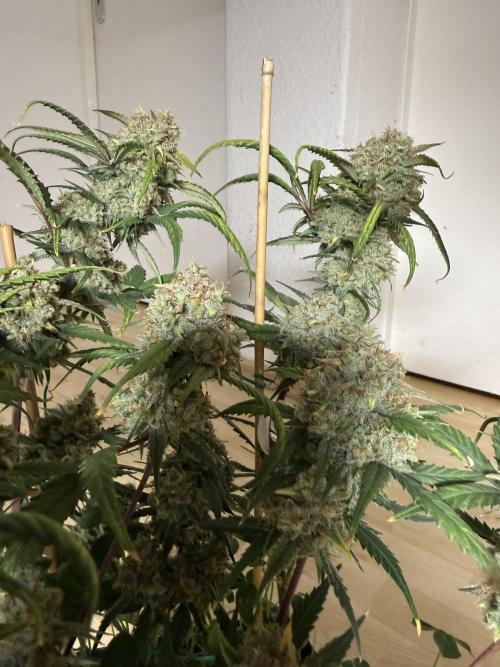 Ztrawberriez Auto. Week 11