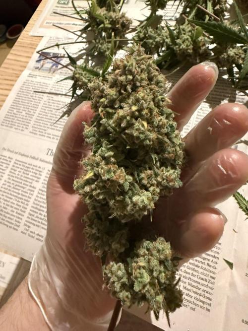 Ztrawberriez Auto. Week 11