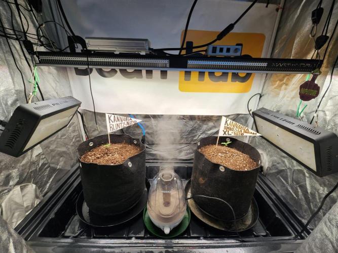 Kannabia Amnesia dream XL auto. Week 0