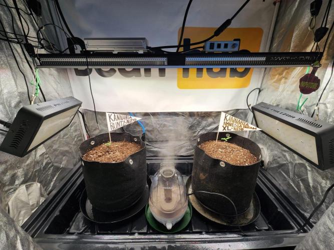 Kannabia Amnesia dream XL auto. Week 0