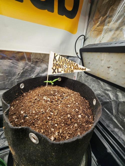 Kannabia Amnesia dream XL auto. Week 0