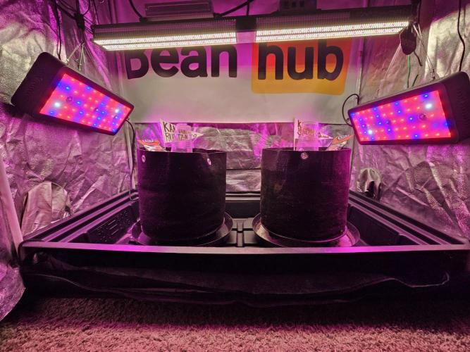 Kannabia Amnesia dream XL auto. Week 0