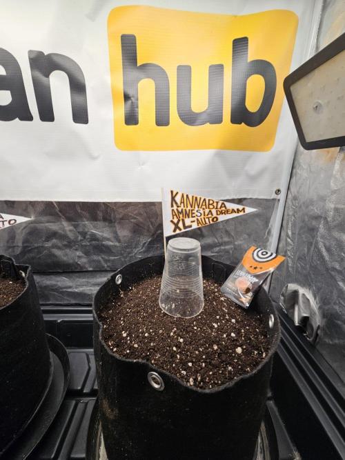 Kannabia Amnesia dream XL auto. Week 0
