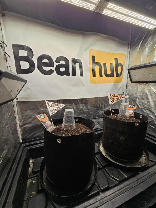 Kannabia Amnesia dream XL auto. Week 0