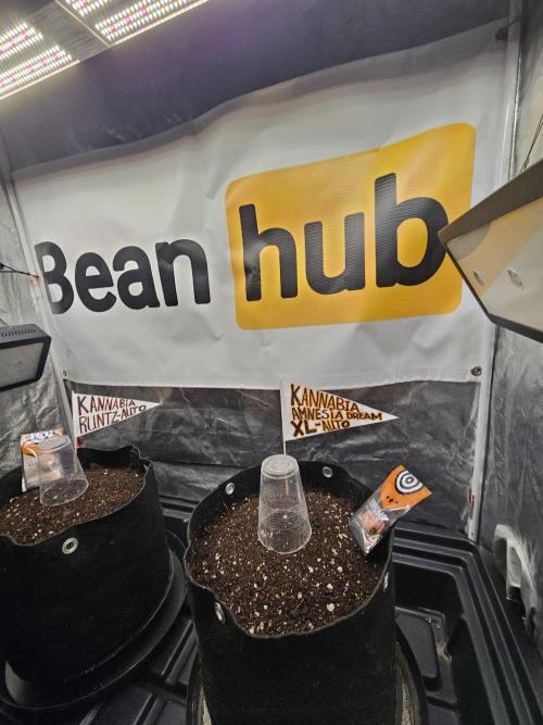 Kannabia Amnesia dream XL auto. Week 0