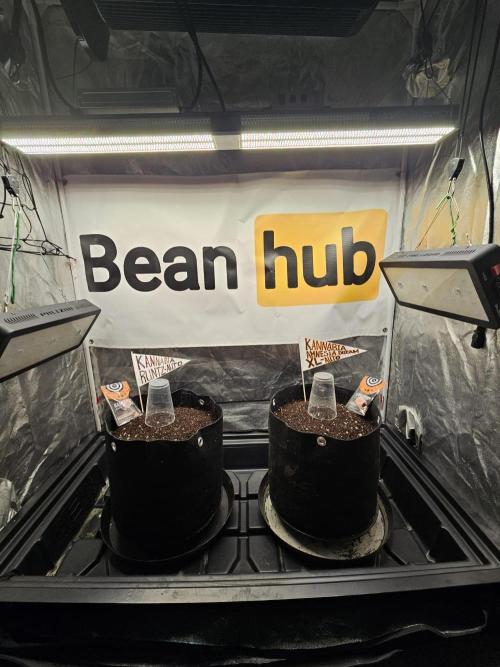 Kannabia Amnesia dream XL auto. Week 0