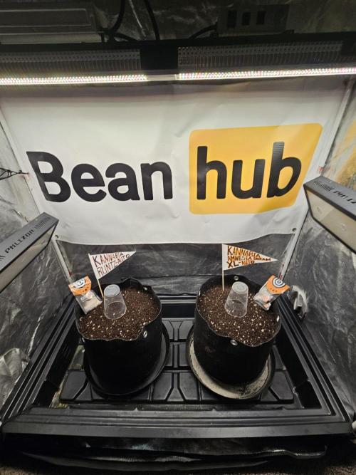 Kannabia Amnesia dream XL auto. Week 0