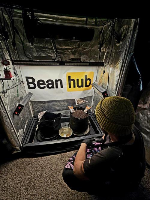 Kannabia Amnesia dream XL auto. Week 0