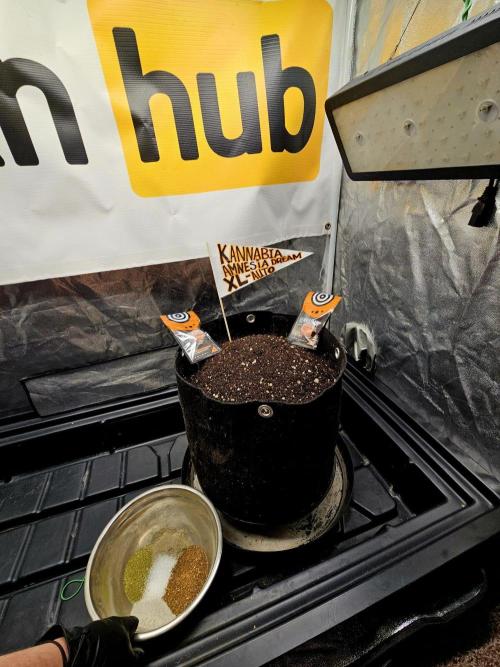 Kannabia Amnesia dream XL auto. Week 0