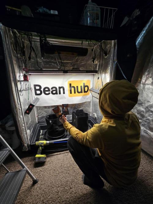 Kannabia Amnesia dream XL auto. Week 0