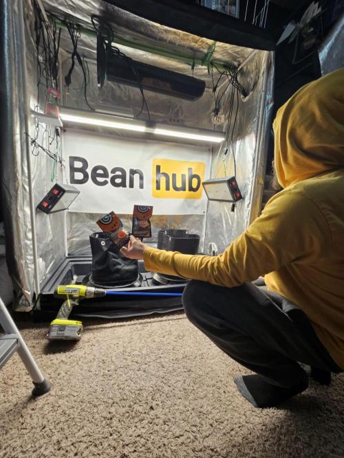 Kannabia Amnesia dream XL auto. Week 0