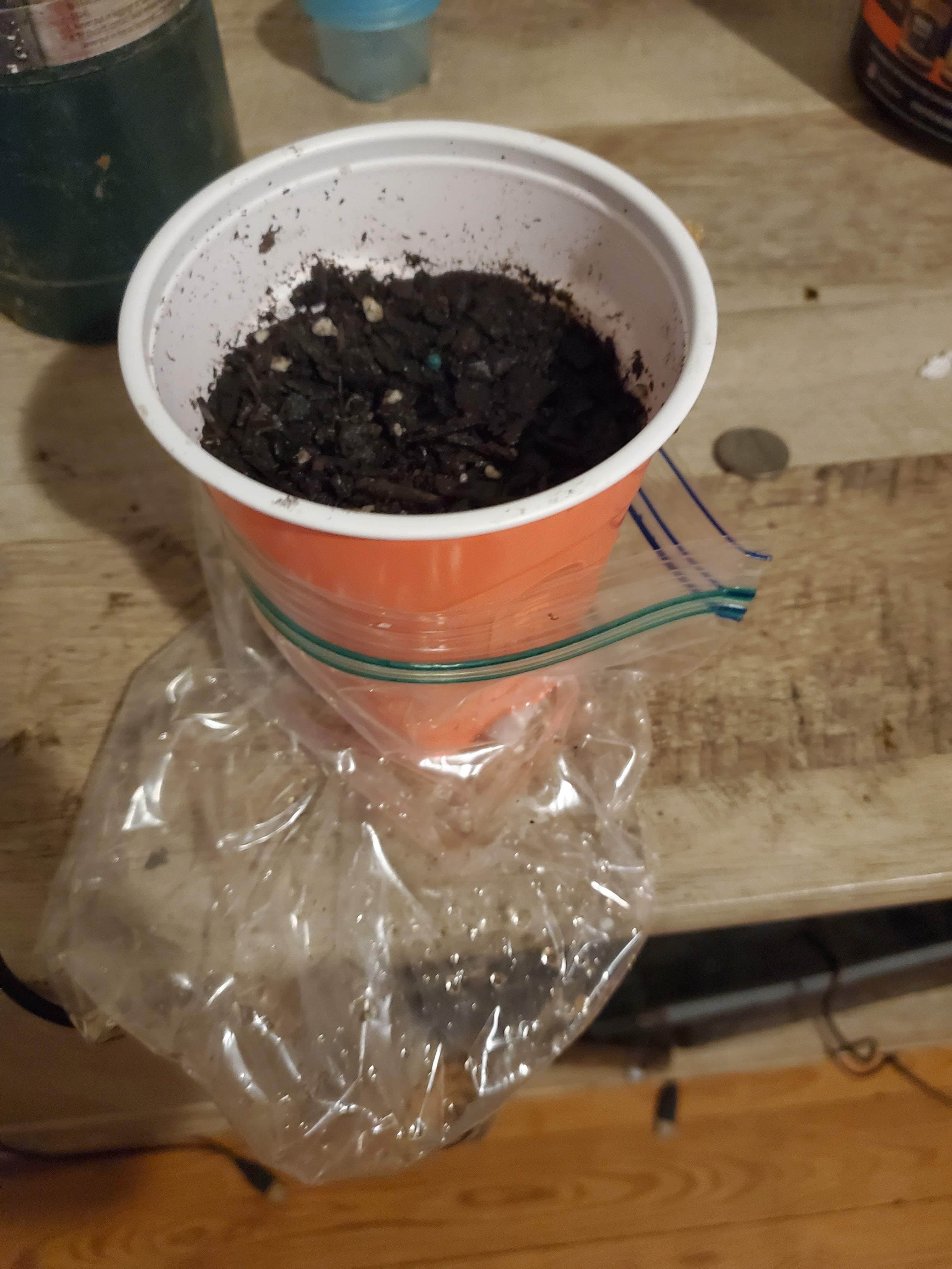 girl scout cookie auto 3 grow diary (journal) week1 by chucky211