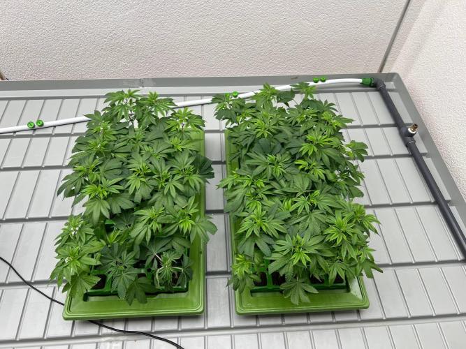 Zuncle #11 clones with Athena Pro Line. Week 1 - Will select the best 27 out of 60+ clones