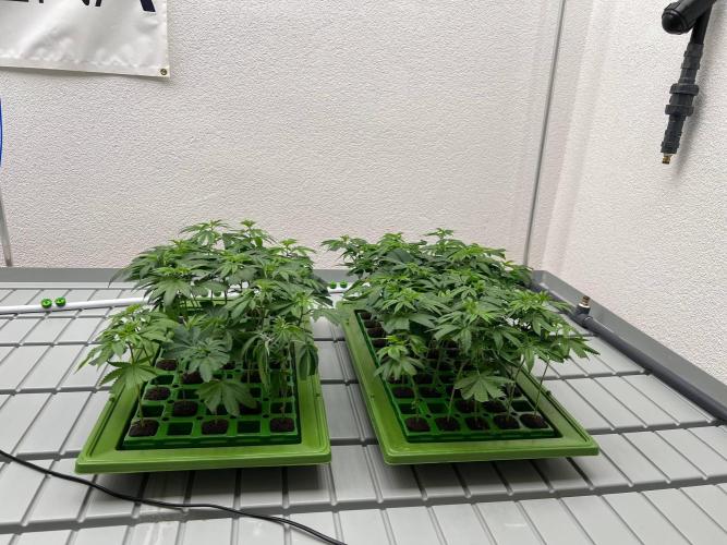 Zuncle #11 clones with Athena Pro Line. Week 1 - Will select the best 27 out of 60+ clones