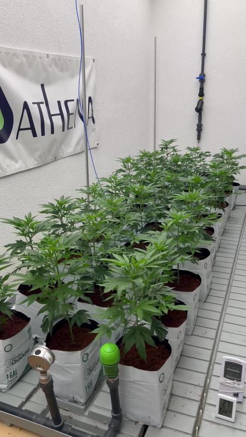 Zuncle #11 clones with Athena Pro Line