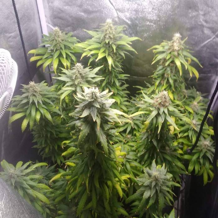 Testeo de quantum board. Week 8