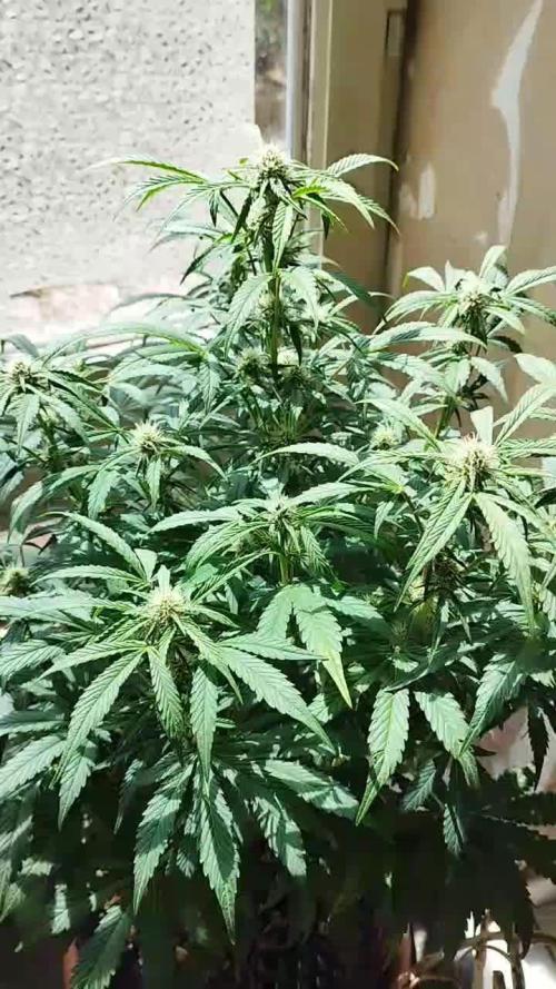 Tester FBA 2503 X ZoobZoob_farmZ