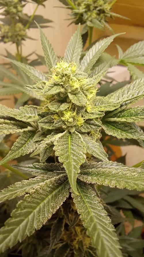 Truffle x acds 