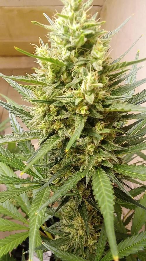 Geneseeds_nemeseeds black hell fem