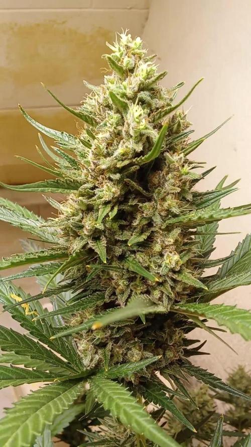 Geneseeds_nemeseeds black hell fem