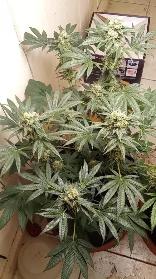 Art genetix TRUFFLE X ACDS limited Γ©dit